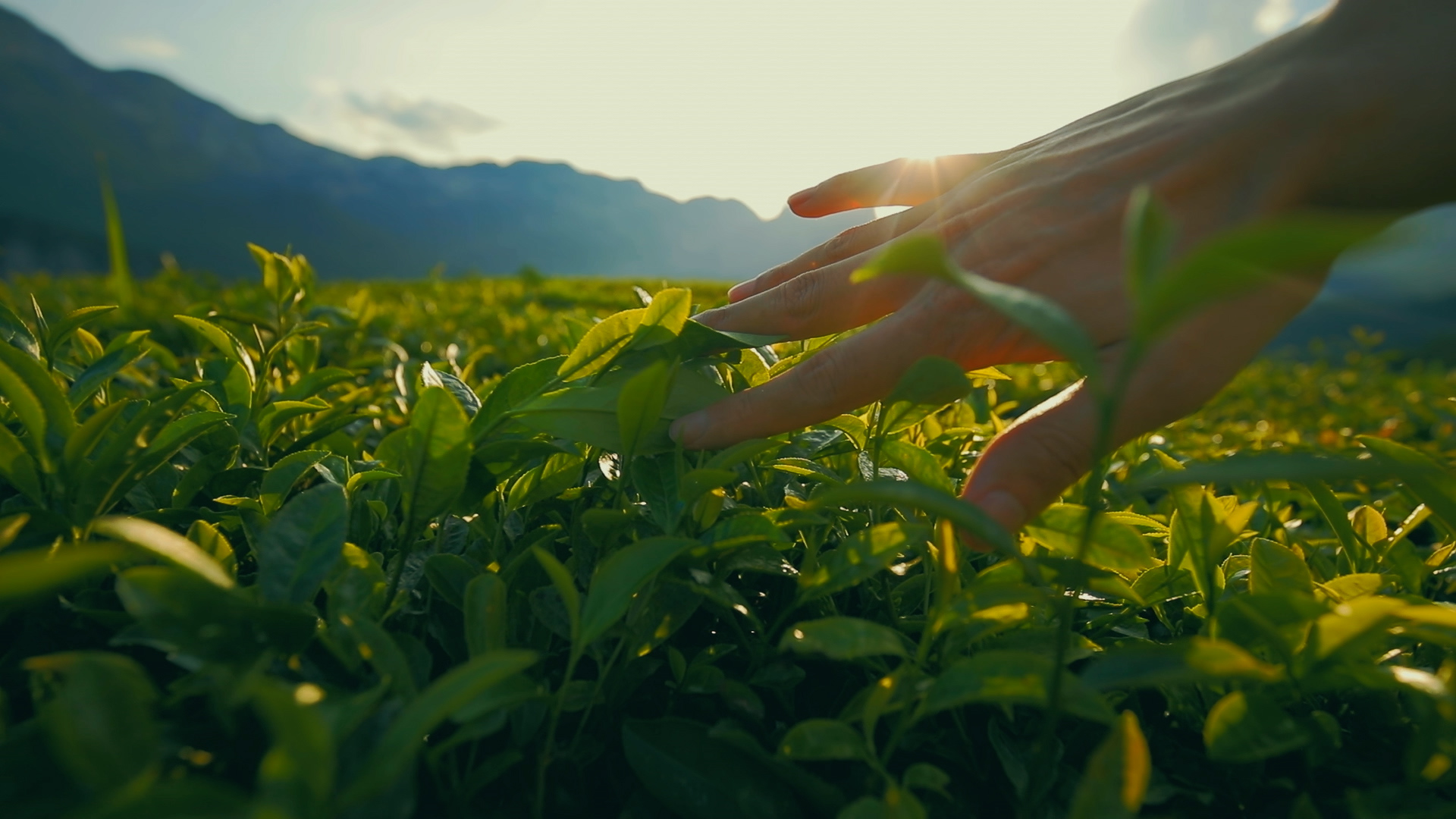 Image of tea garden